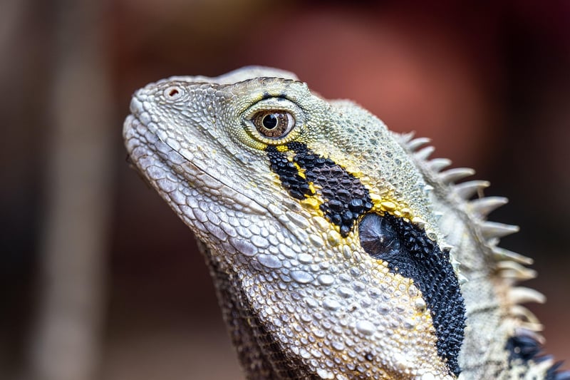 Dragon Mythical Creature